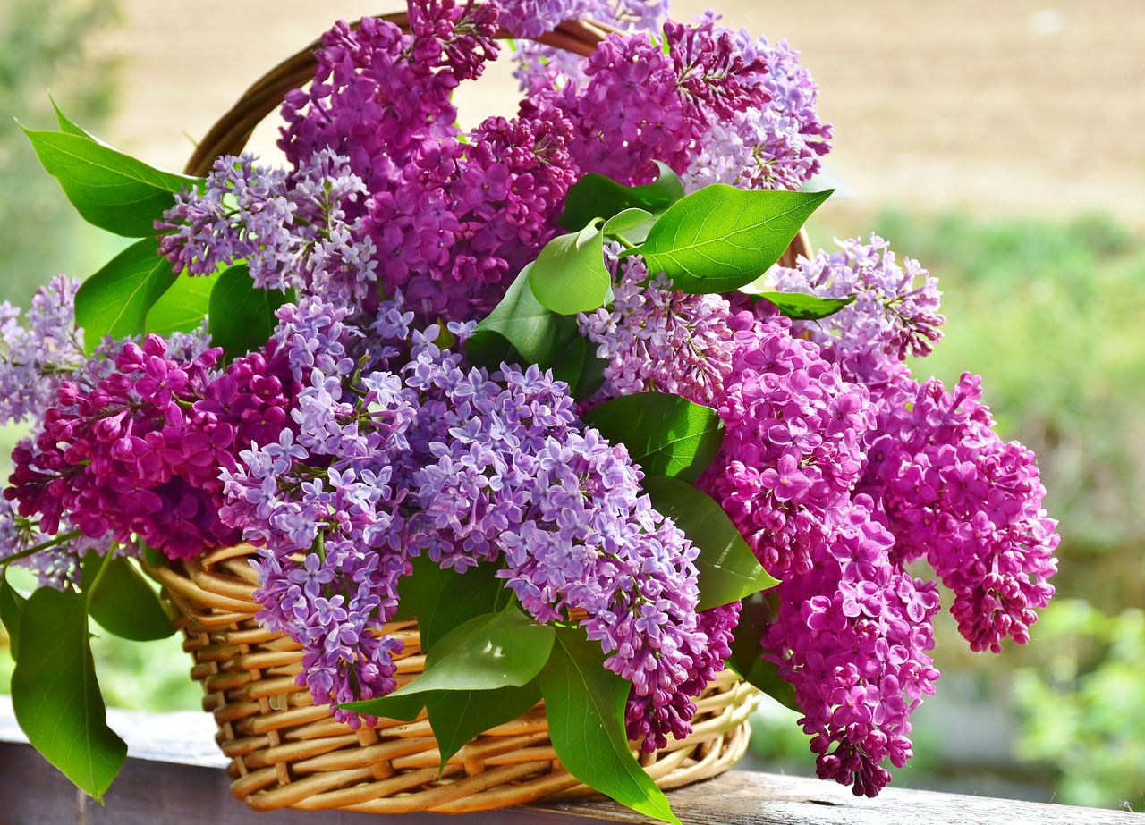 lilac, flower basket, flower-3366467.jpg